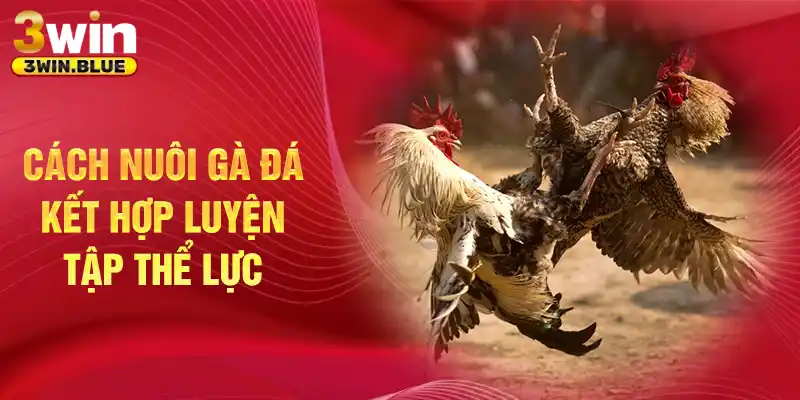Cách nuôi gà đá kết hợp luyện tập thể lực