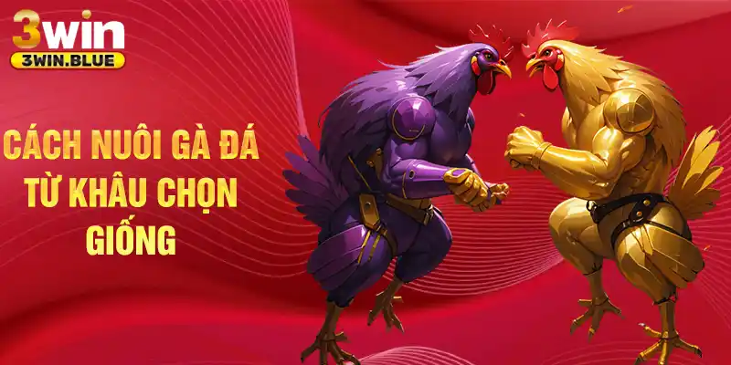 Cách nuôi gà đá từ khâu chọn giống