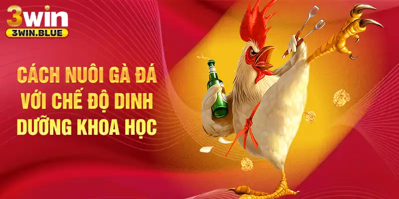 Cách nuôi gà đá với chế độ dinh dưỡng khoa học