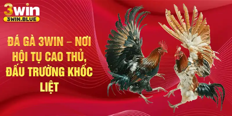 Đá gà 3win
