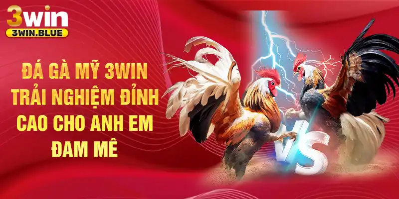 Đá gà Mỹ 3win